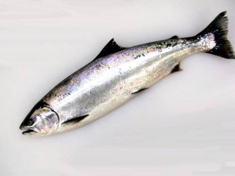 #24 川版スノーマン？