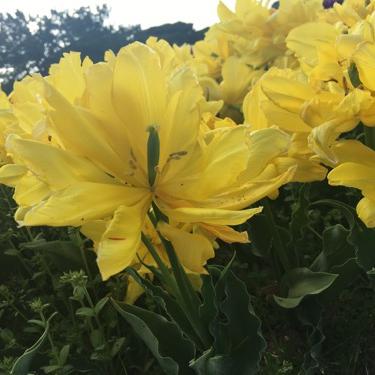 第一回絵描きらじお！