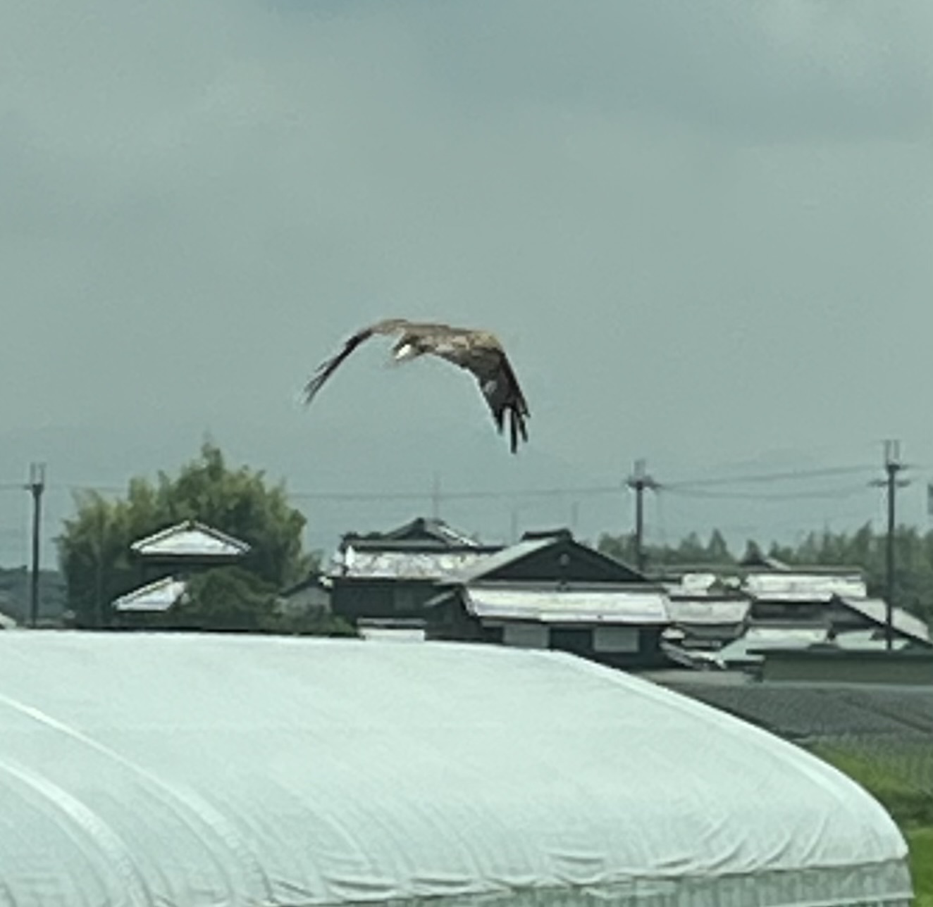 #271『鷲か鷹か？』