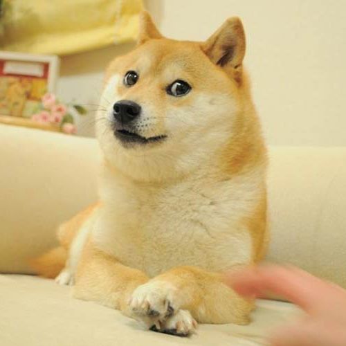 ︎シュレ犬