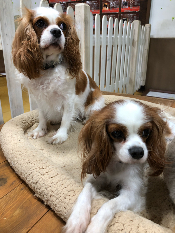 はまちゃんの主張〜オンチだって歌いたいんだ！