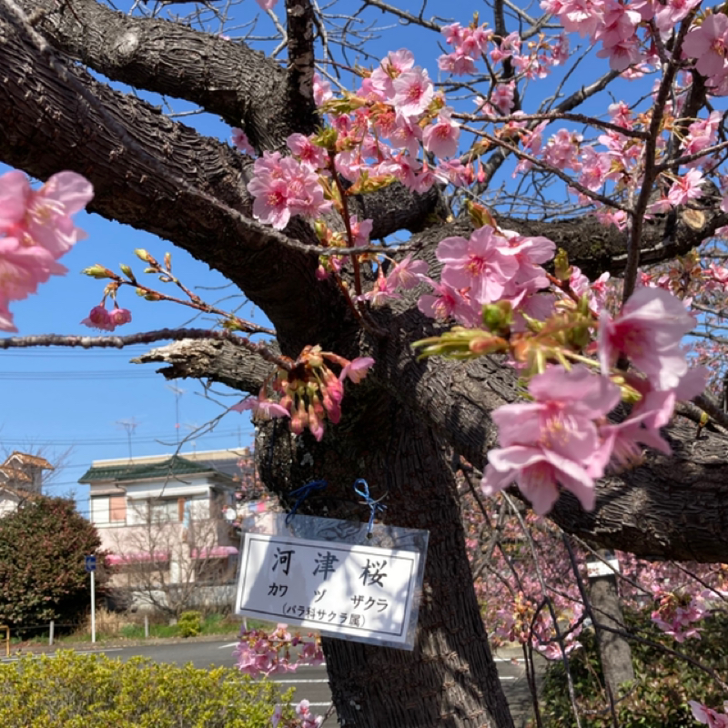 2026年3月3日のトークをお届けします♪(๑ᴖ◡ᴖ๑)♪