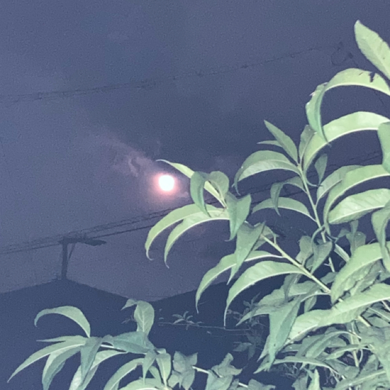 梅雨明け間近の自然から感じる事