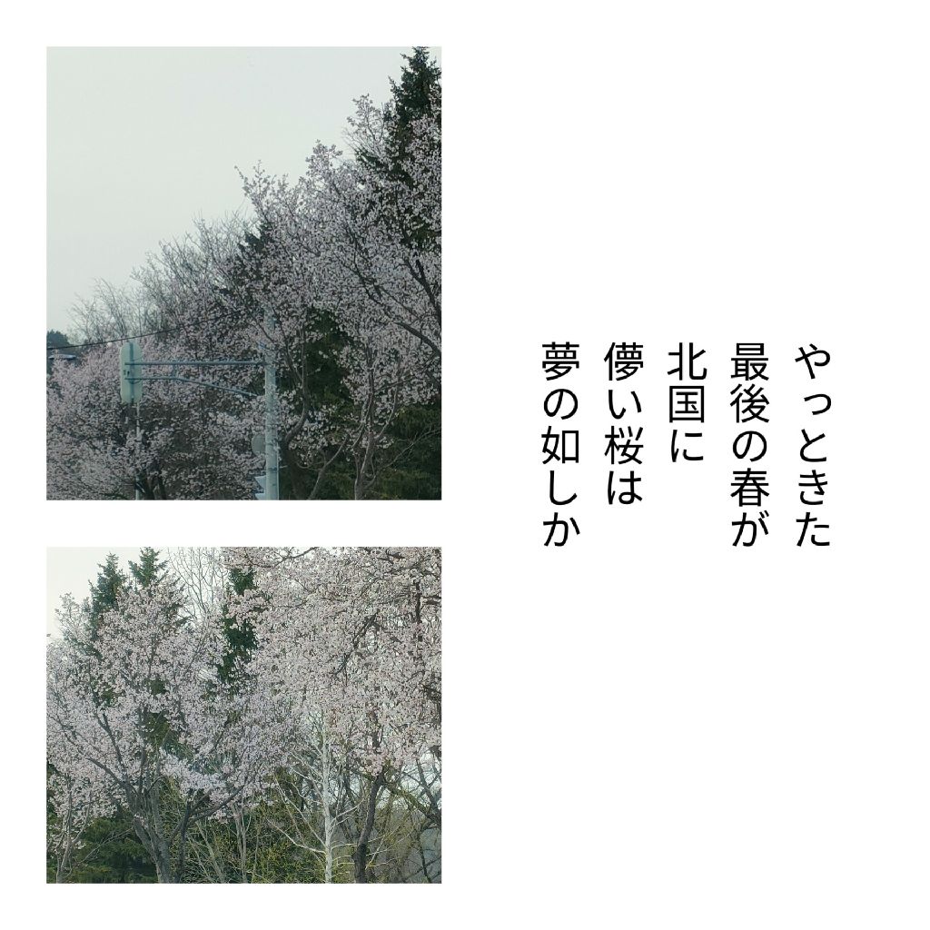 #82 かなり遅い🌸を見て、植物育ててることを話してみる