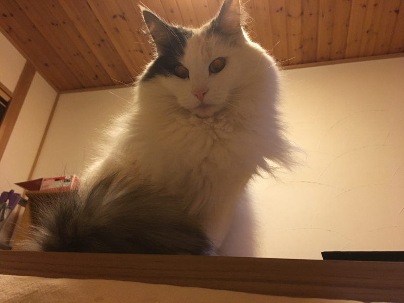 デ×ミリ環の話