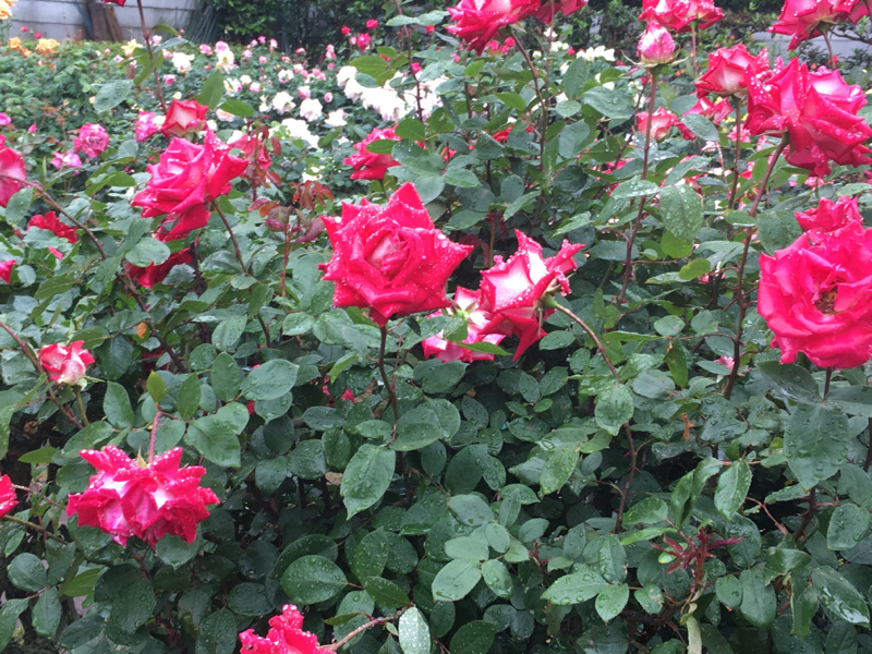 第一回：二人における学パロについて