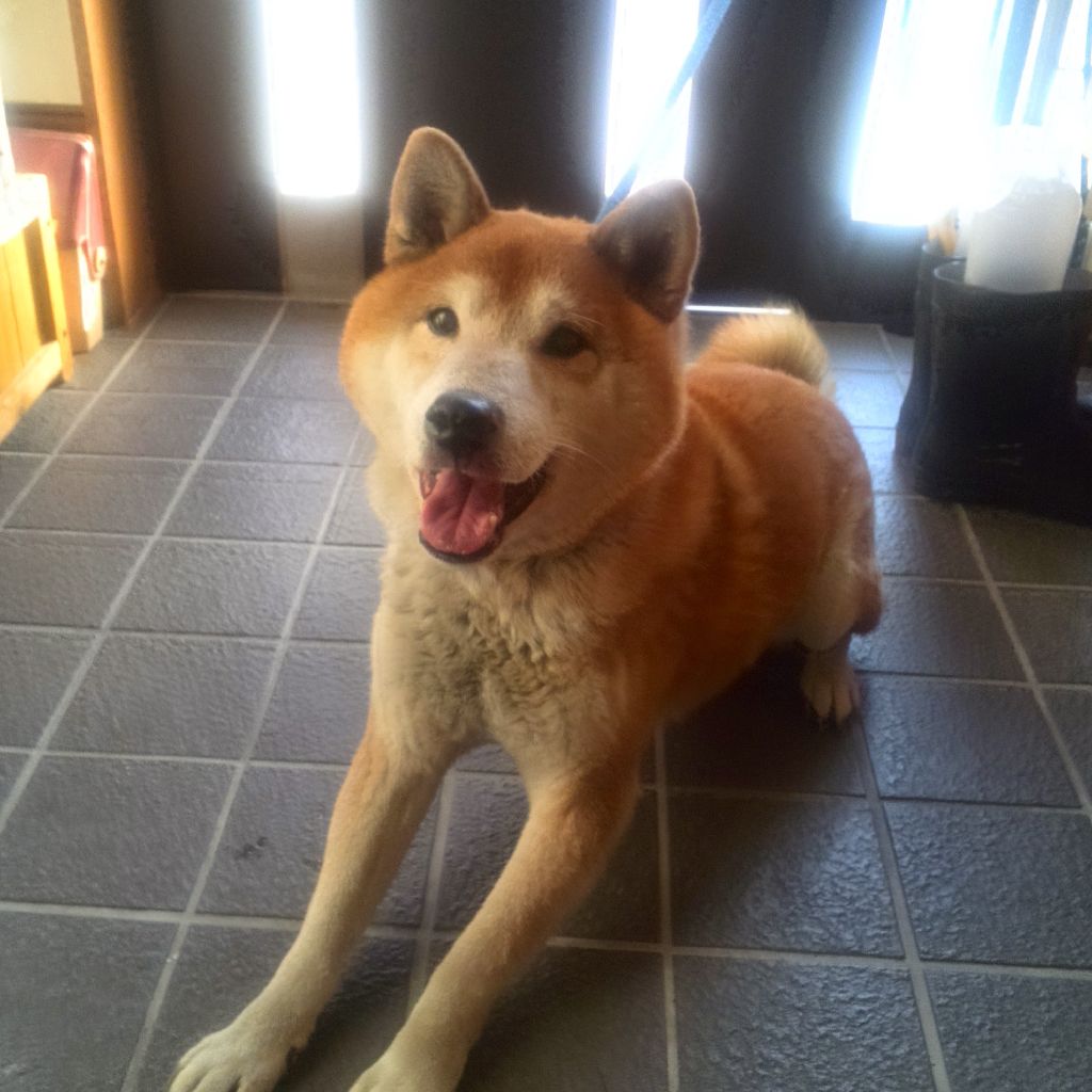 さぶちゃんの読み聞かせ(こどもの声入り)