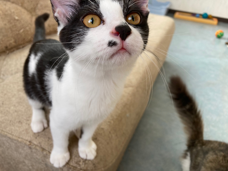 #98  狂犬病ワクチンってどこで打つの？