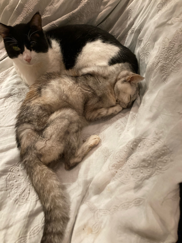 #111  わさびの話