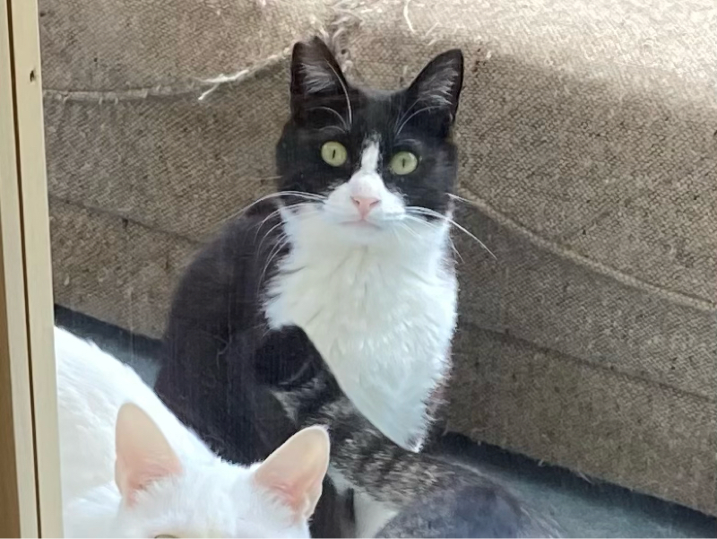 #168   猫のほうが飼育数が増えた？猫のおばさん的考察！