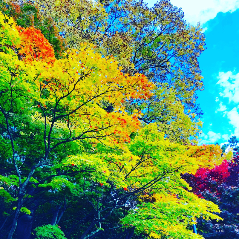 推し尊すぎておぎゃってる