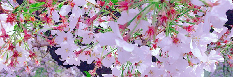 エロティック卒業式〜贈る言葉〜