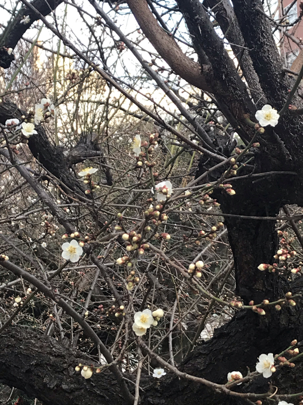 ワヒロ・ガチャカードストーリー感想