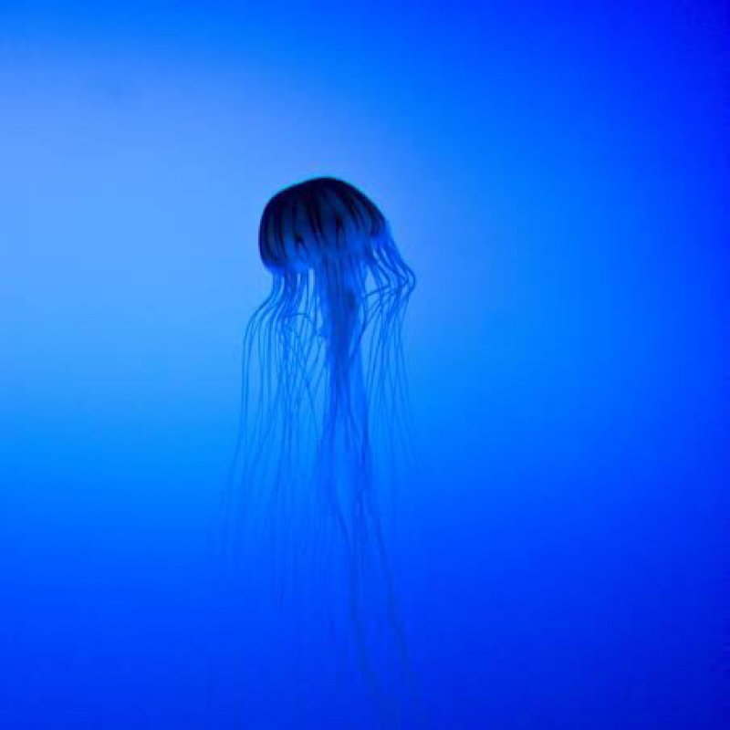 ナゲットはマスタード派