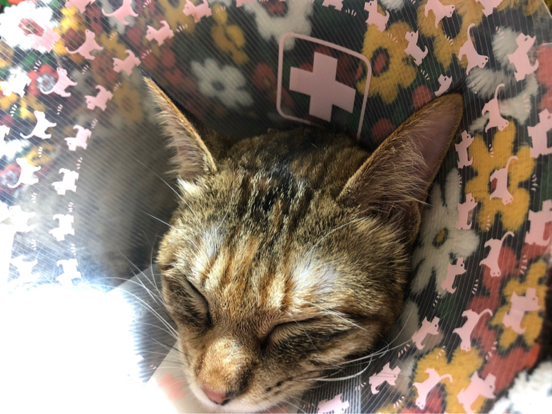 人非人ラジオ#6  猫の避妊と脱稿