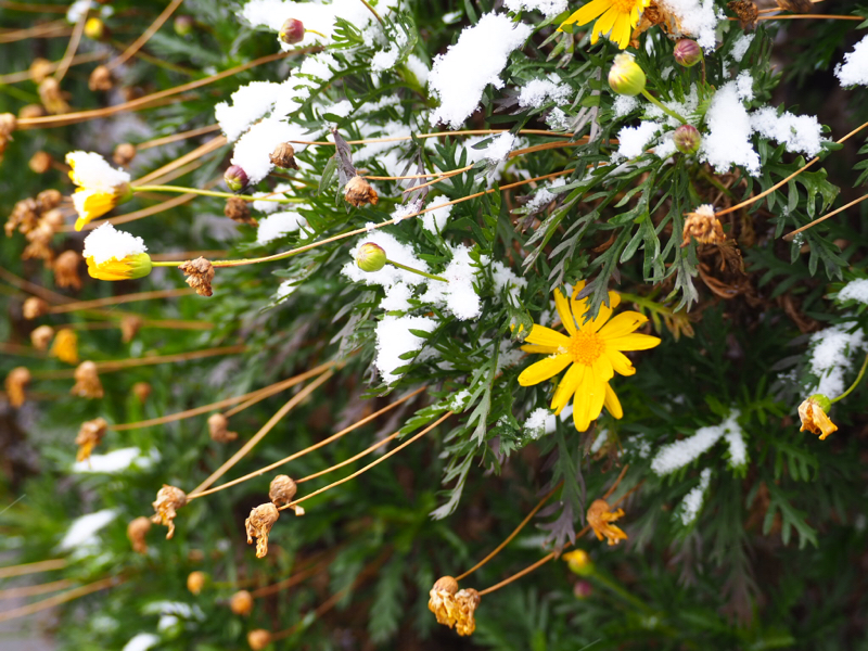 今期おすすめアニメ〜かぐや様は告らせたい〜