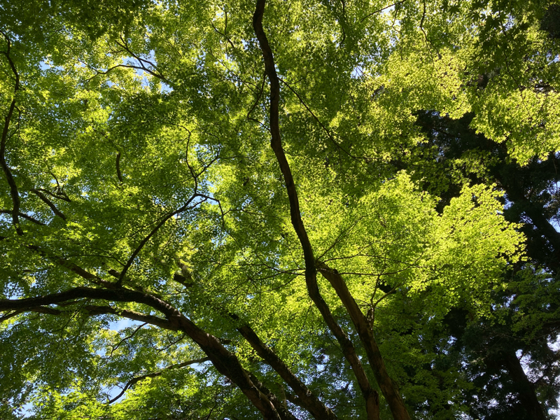 おてがみ（demo）