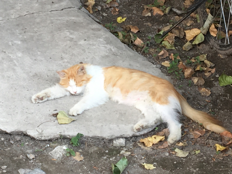 初トーク、イライラの蓄積