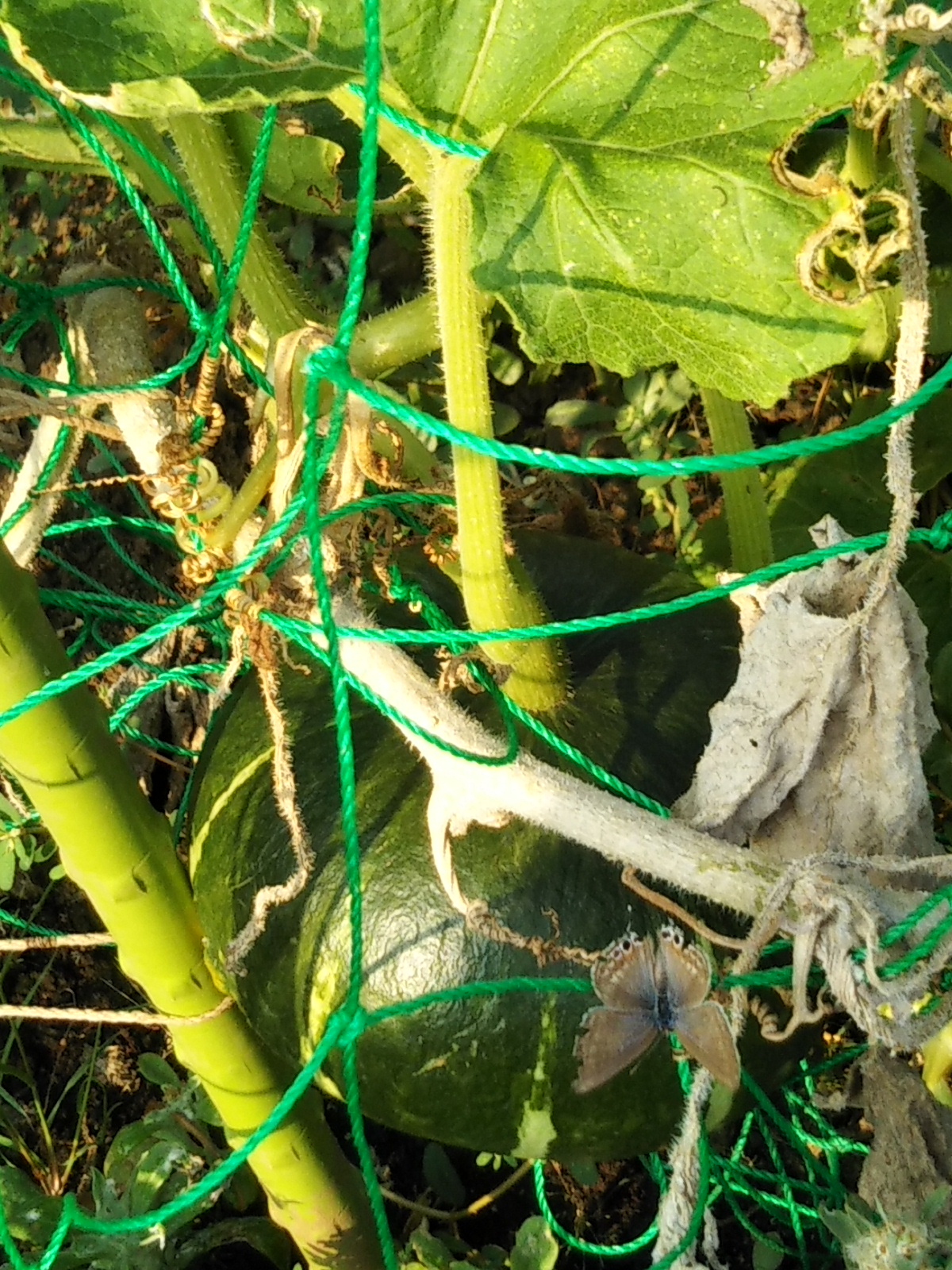 ８／１９キャッチボール３本目　ゲスト　エリザベス8世さん