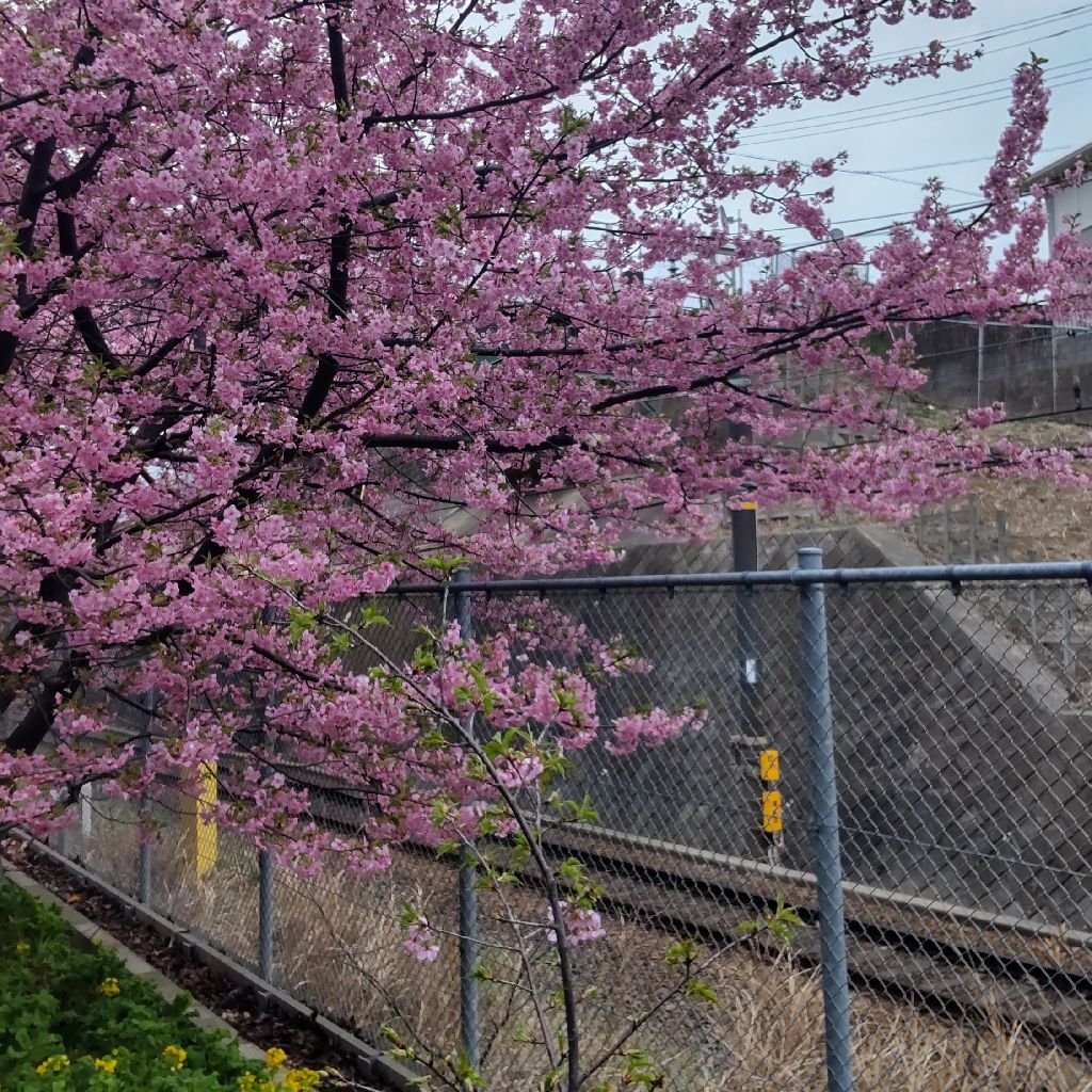 #108 河津桜みてきましたよ！