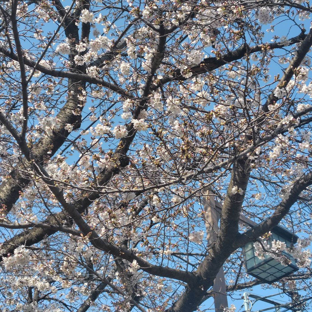 ♯236 ヤクルトスワローズ絶好調！