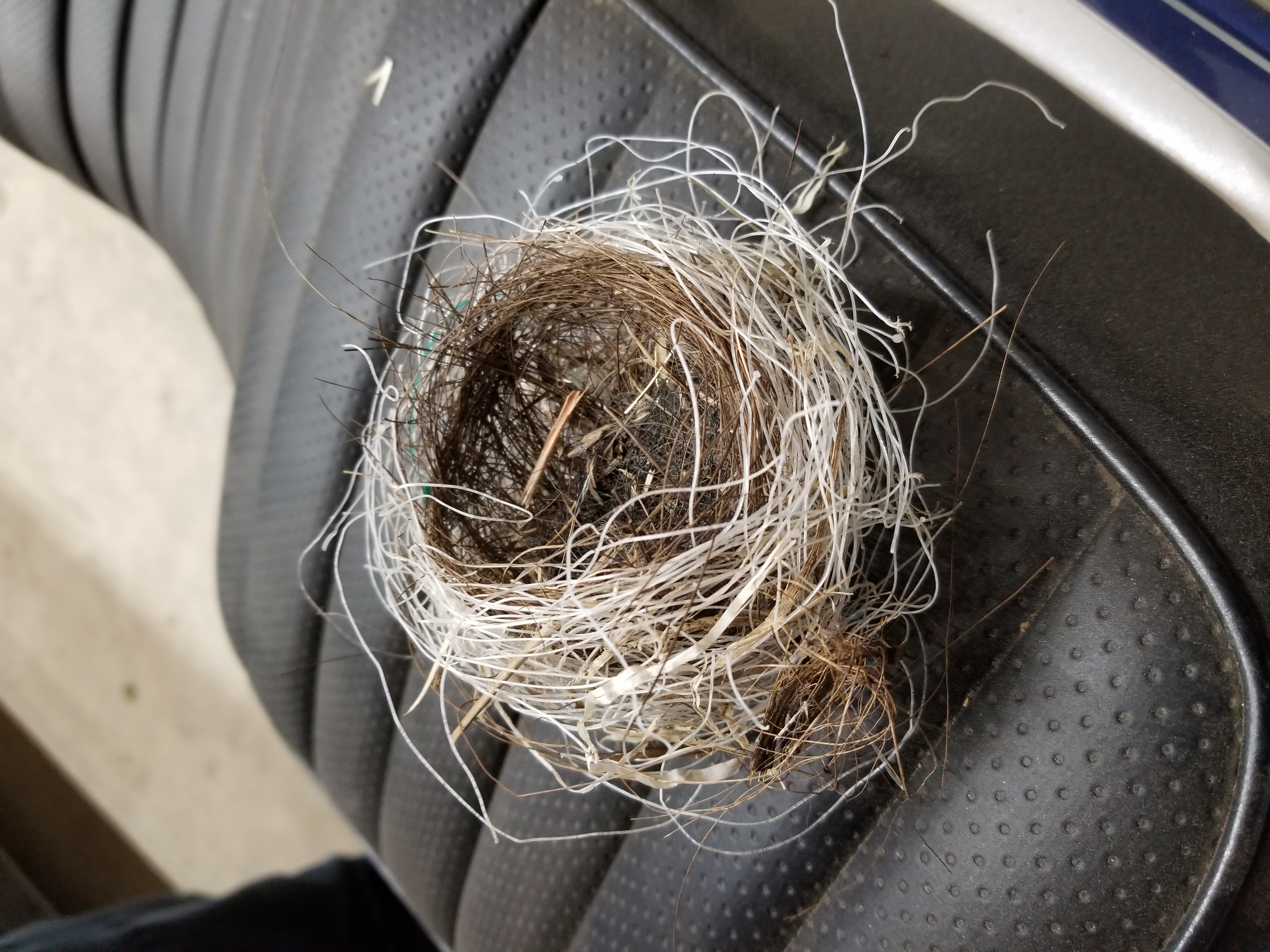 つぶやきレディオ（仮）