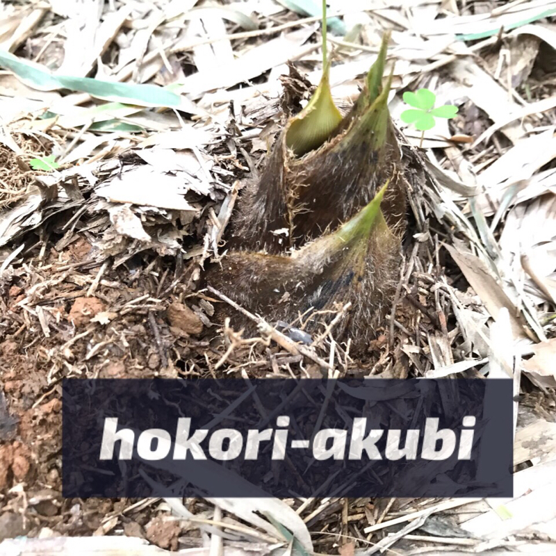 37昼. きのこ タケノコ 川の音(前半)