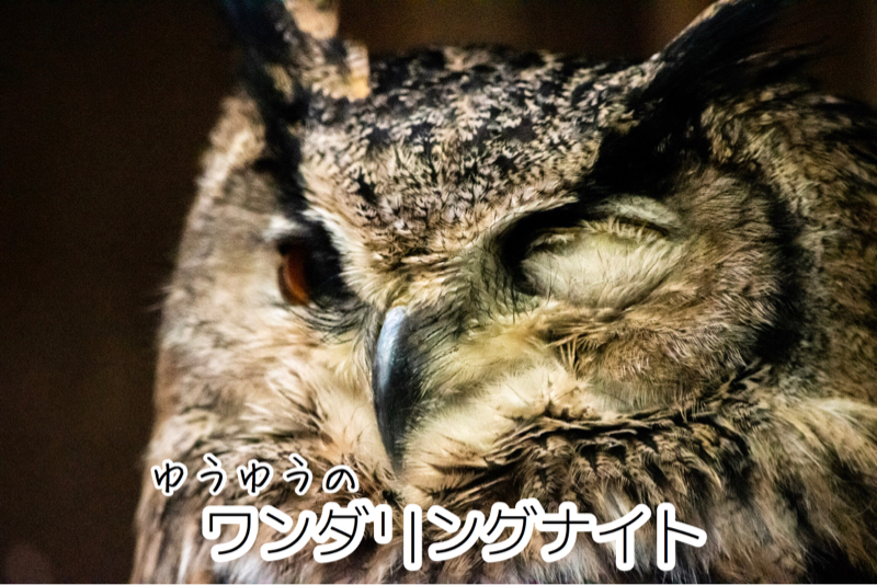 ゆうゆうのワンダリングナイト 羊が３匹 【春めく夜に再戦す】