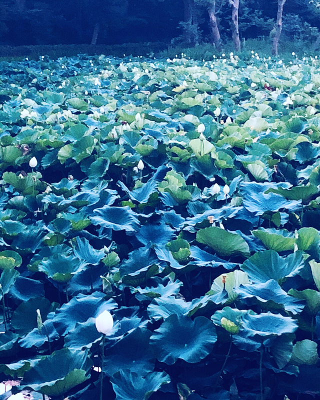 憂鬱な日常が続いてますね