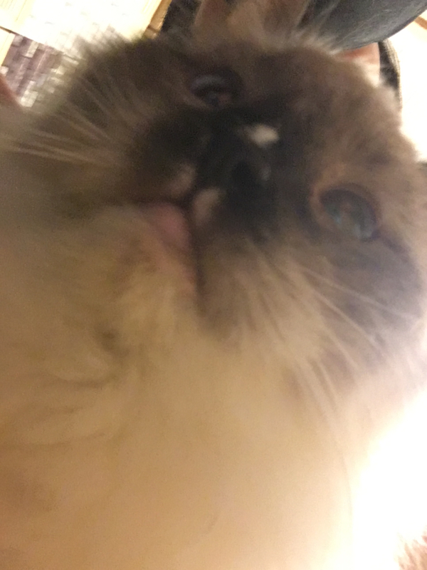 7:感謝♥短期目標達s