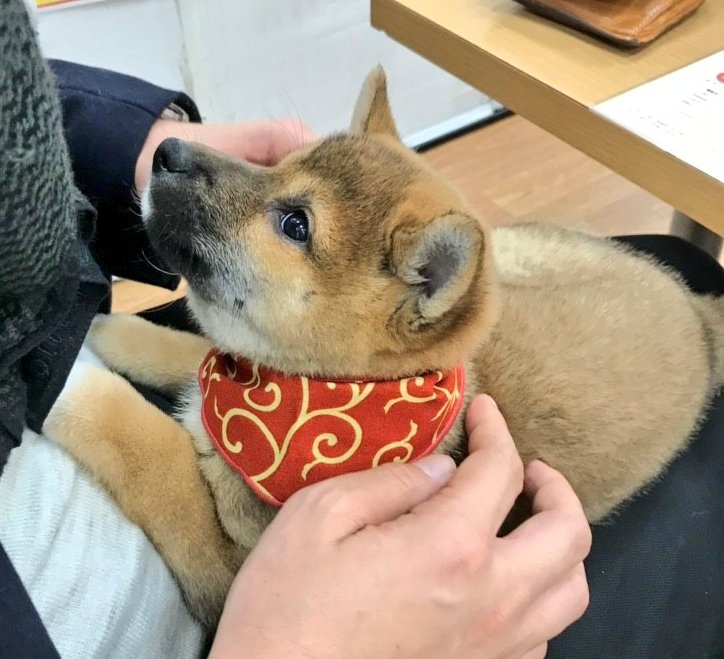 スーパーわんわんタイム