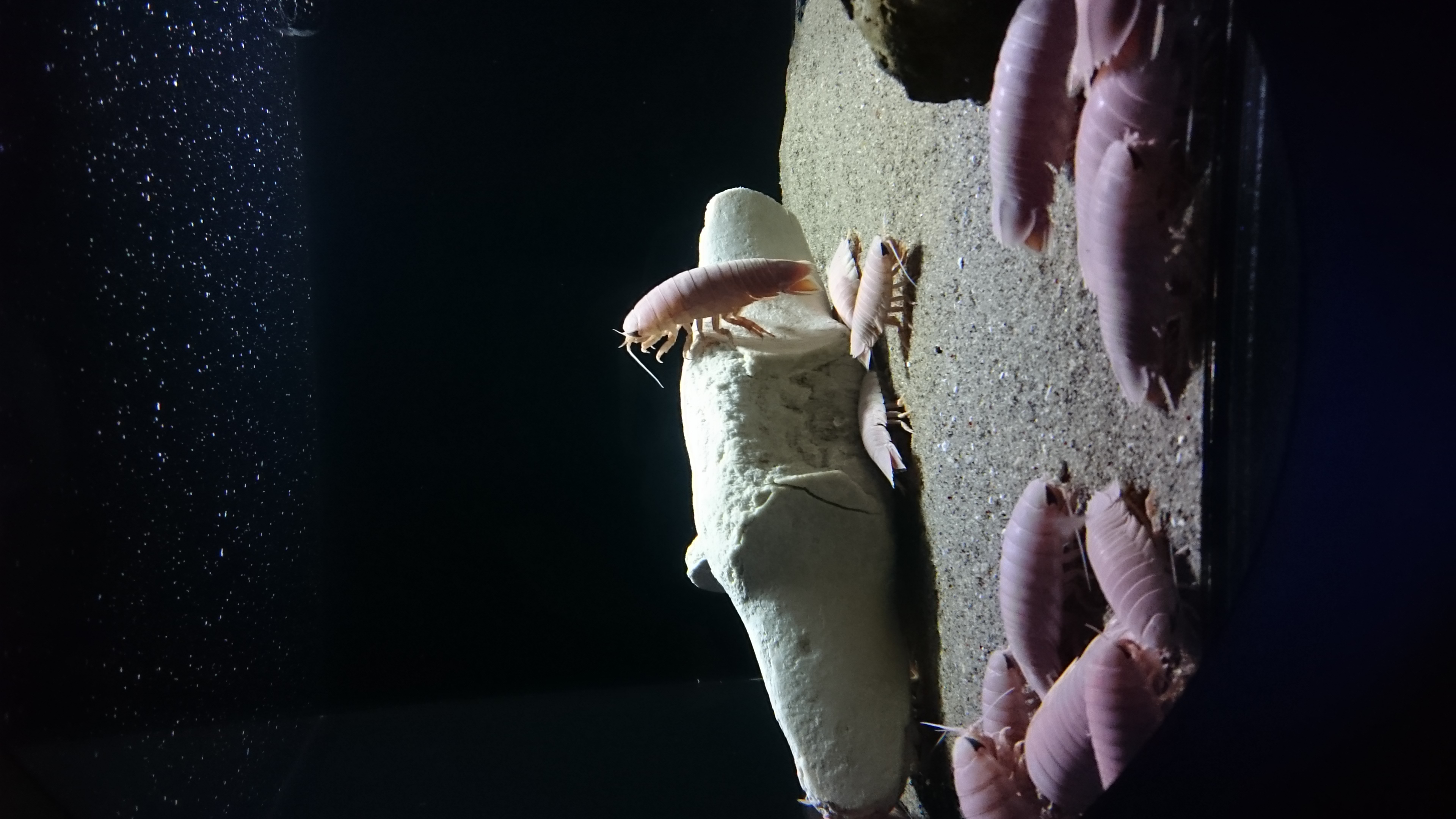 「蹂躙」の電波塔