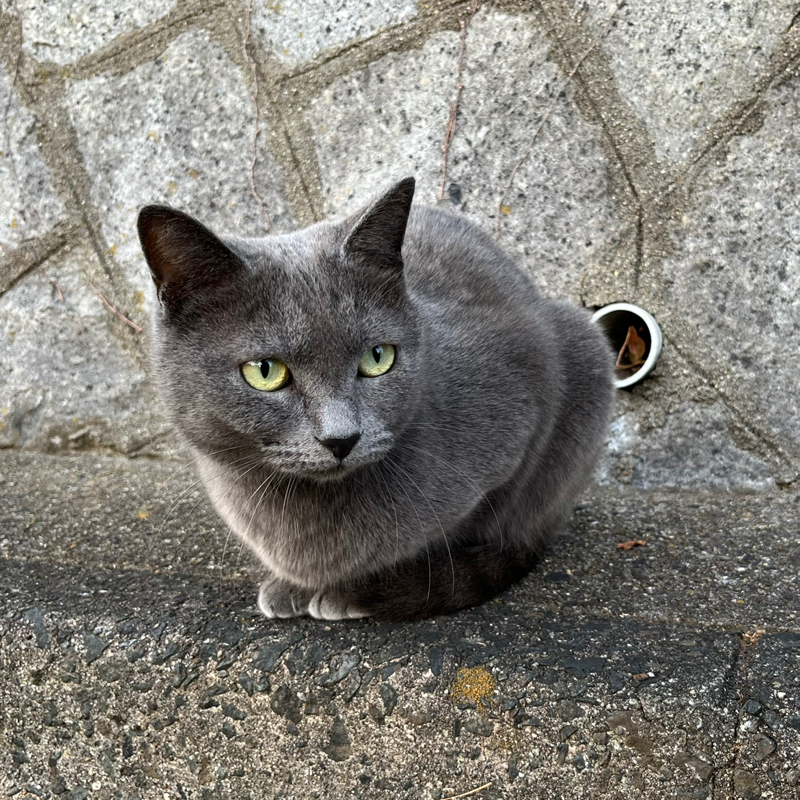 #98 久しぶりのネタ見せ