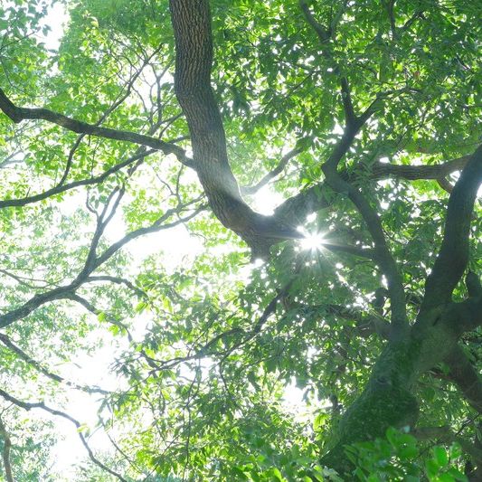 #02 夏の鶴鶯について