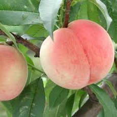 桃源郷と雷兄弟の幸せについて