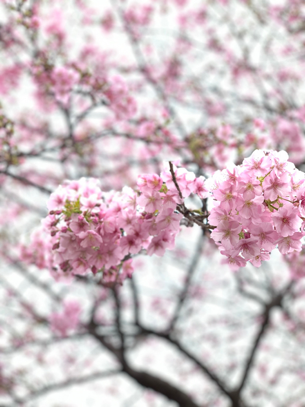 やらない事を決める