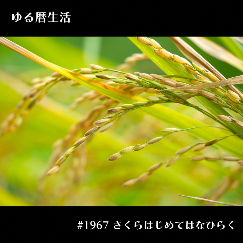 #1967 さくらはじめてひらく