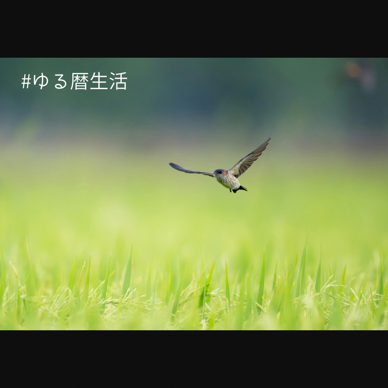 #1977 つばめきたる