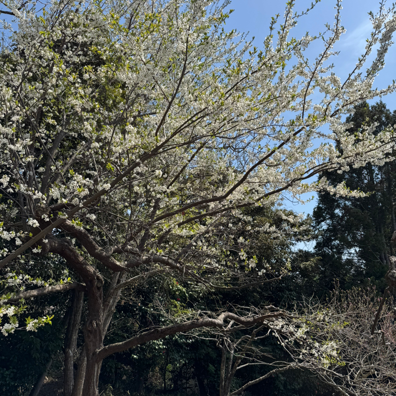 #1985 にじはじめてあらわる