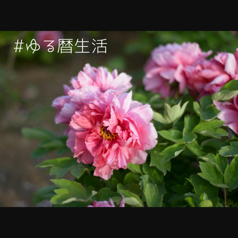 #1997 牡丹華（ぼたんはなさく）