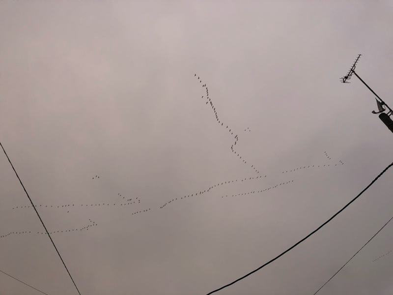 ゲシュタルト完熟