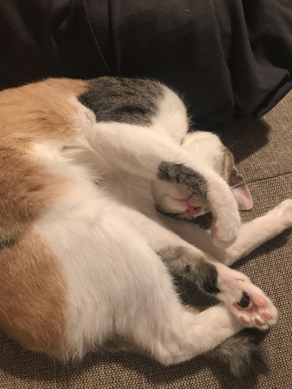 【今日見た夢】誕生日サプライズ