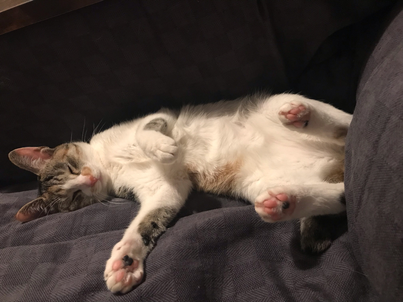 【今日見た夢】フルハウスの新キャストオーディション