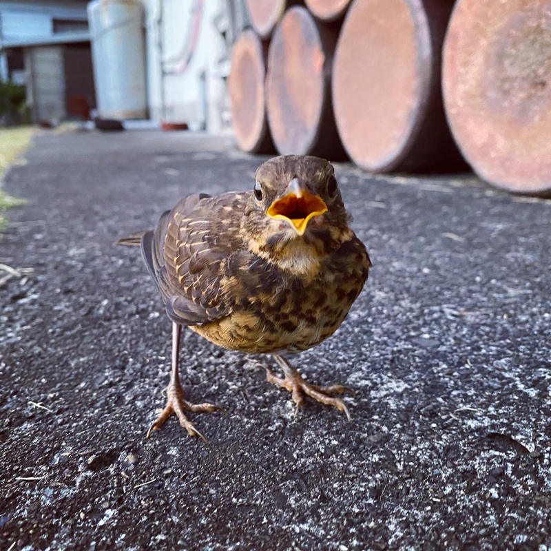 突然カフェに来たアカコッコのハナシ vol.034