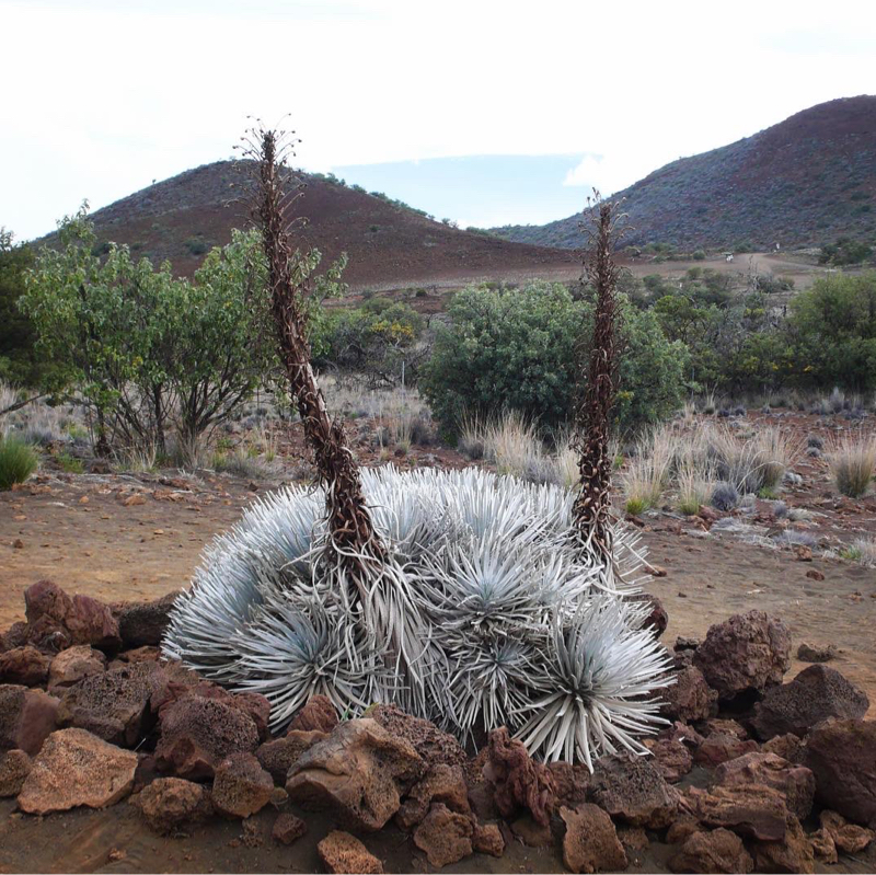 離島のカフェオーナー