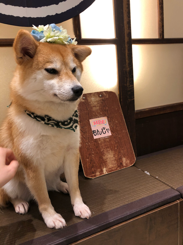 豆柴カフェでわっふわっふ やれやれ 今日も人間たちの相手をしてやるか かしわの感情日記 Radiotalk ラジオトーク