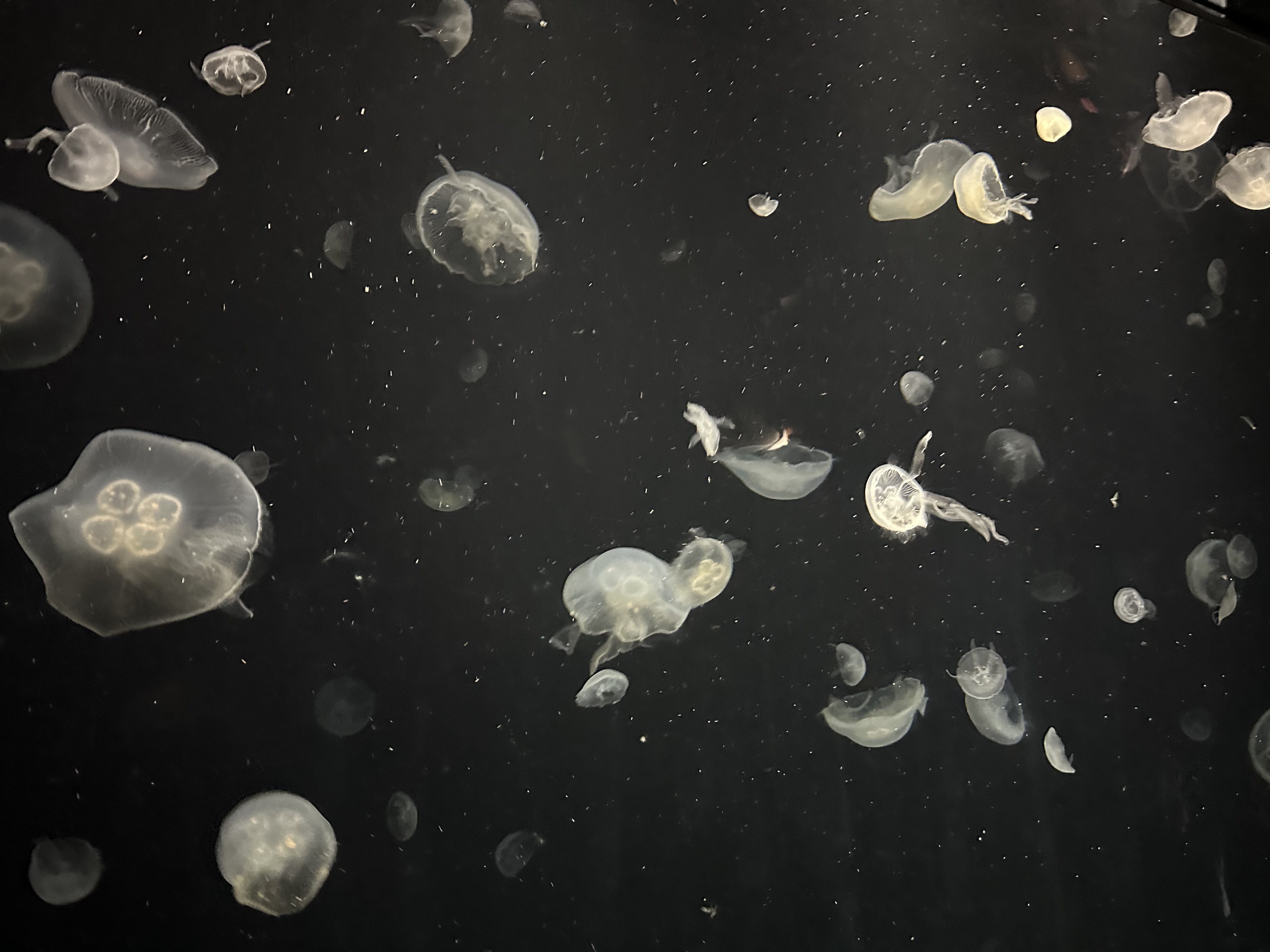 連続お題ガチャ！