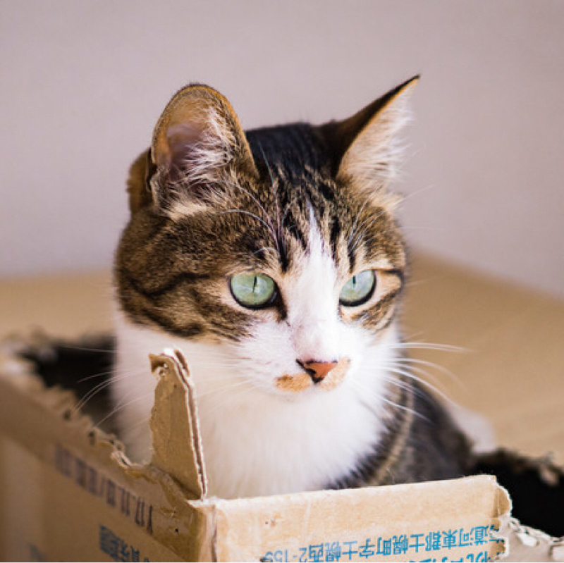 きにぃの朗読ラジオ