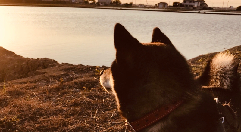 ♯1  春コミで刀剣乱舞の同人誌買って幸せになった話