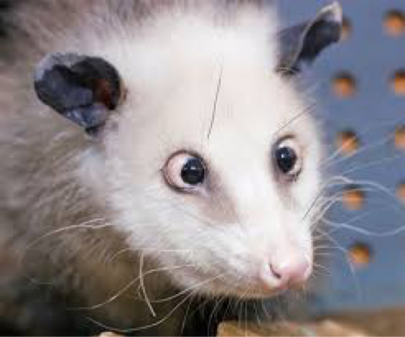 逝く時の声の話